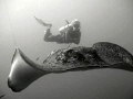   Marble Ray Diver Yongala wreck Queensland  